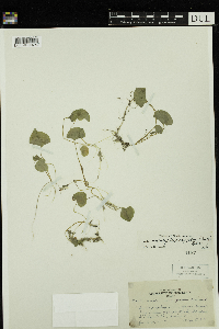 Viola minuscula image