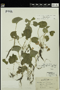 Viola minuscula image