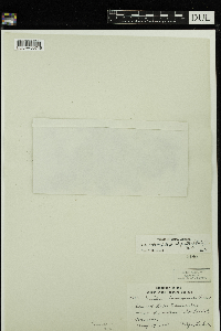 Viola minuscula image