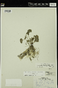 Viola minuscula image