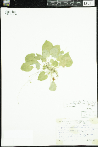 Viola minuscula image