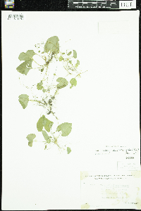 Viola minuscula image