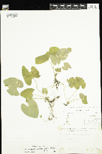 Viola minuscula image