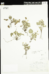 Viola labradorica image