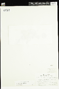 Viola labradorica image