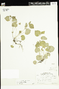 Viola labradorica image