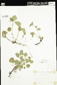 Thumbnail image of current specimen