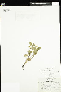 Viola labradorica image