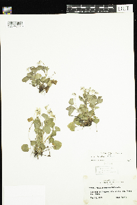 Viola labradorica image