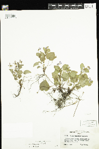 Viola labradorica image