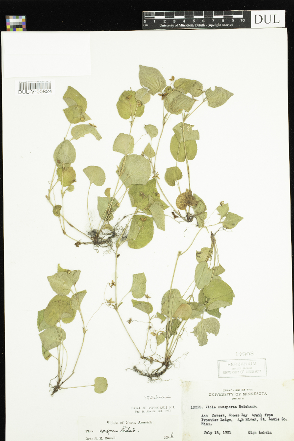 Viola labradorica image