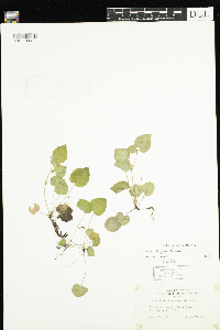 Viola labradorica image