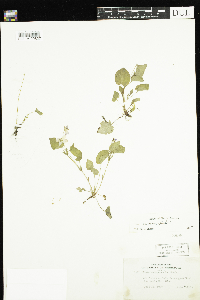 Thumbnail image of current specimen