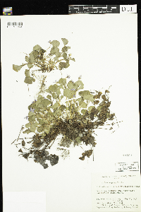 Viola labradorica image