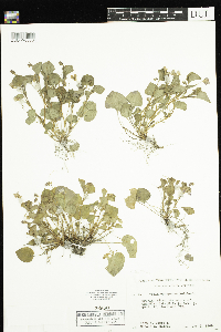 Viola labradorica image