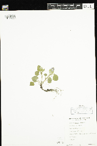 Viola labradorica image