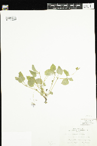 Viola labradorica image