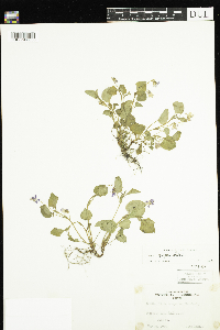 Viola labradorica image