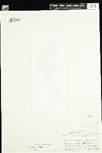 thumbnail image of current specimen