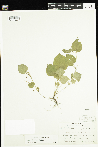 Viola labradorica image