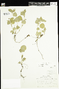 Viola labradorica image