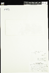 Viola labradorica image