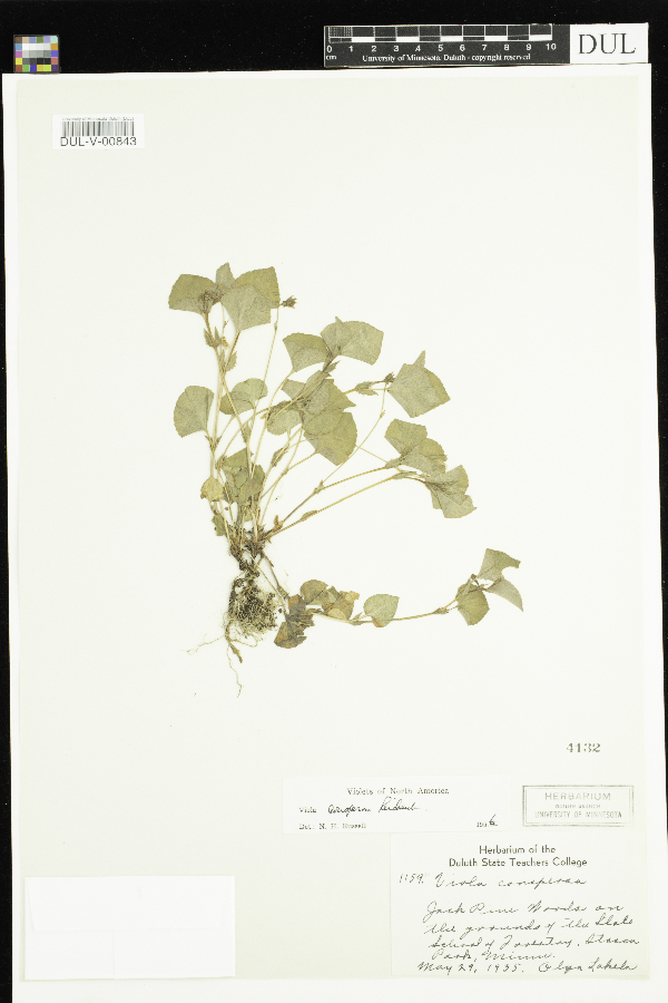 Viola image