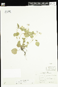 thumbnail image of current specimen