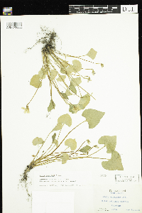Viola cucullata image