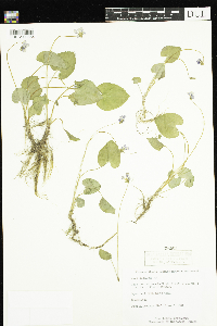 Alisma subcordatum image