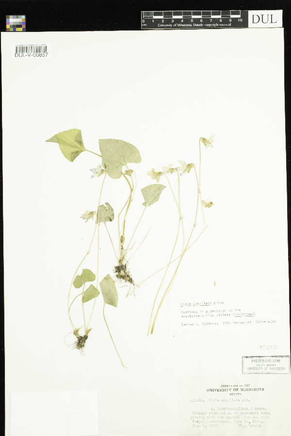 Viola cucullata f. thurstonii image