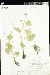 Viola cucullata image