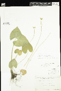 Viola cucullata image