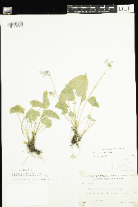 Viola cucullata image