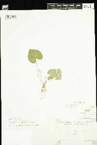 Viola cucullata image