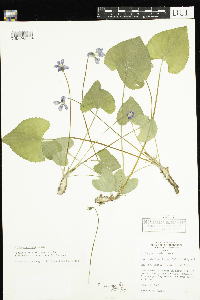 Viola cucullata image