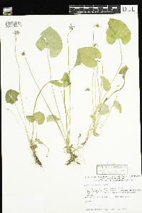 Viola cucullata image