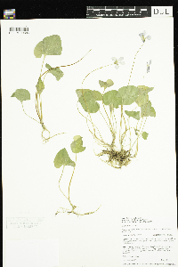Viola cucullata image