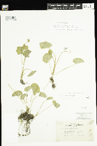 thumbnail image of current specimen