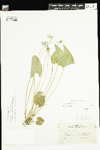 Viola cucullata image