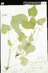 Viola rugulosa image