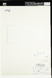thumbnail image of current specimen