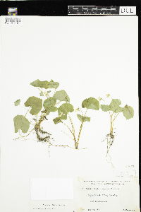 Thumbnail image of current specimen