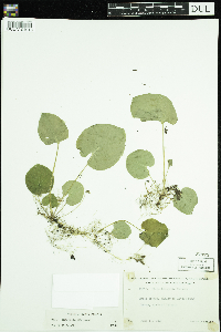 thumbnail image of current specimen
