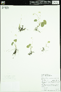 Viola incognita image