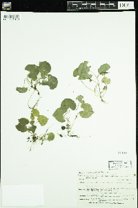 Thumbnail image of current specimen