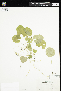 Thumbnail image of current specimen