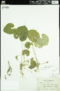 Thumbnail image of current specimen