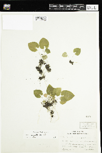 thumbnail image of current specimen