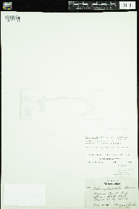 Image of Viola affinis